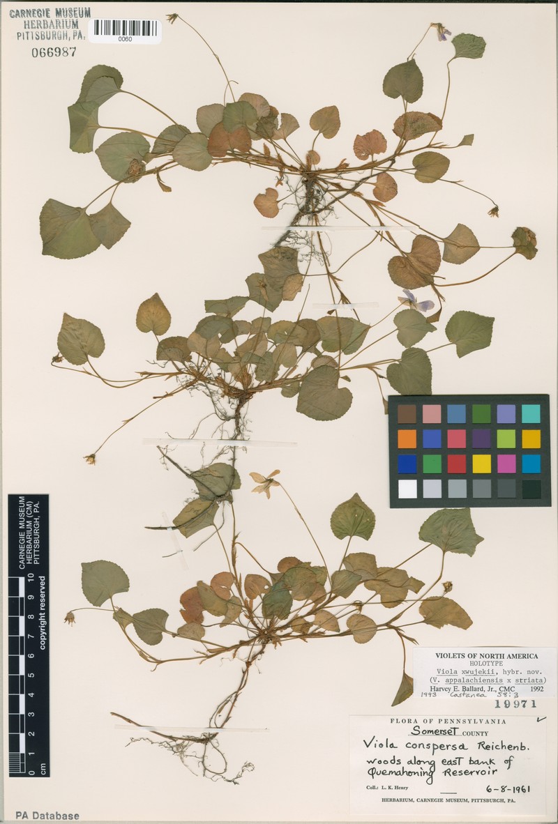 hybrid violet