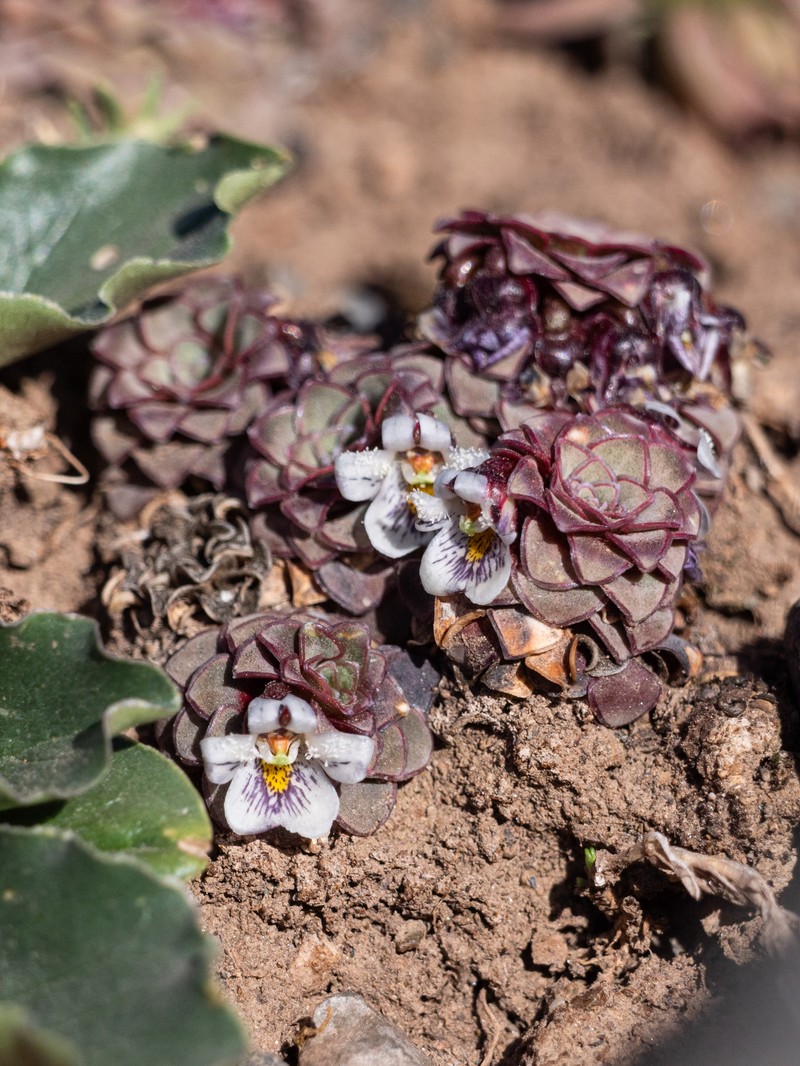 Viola × zwienenii photo 3