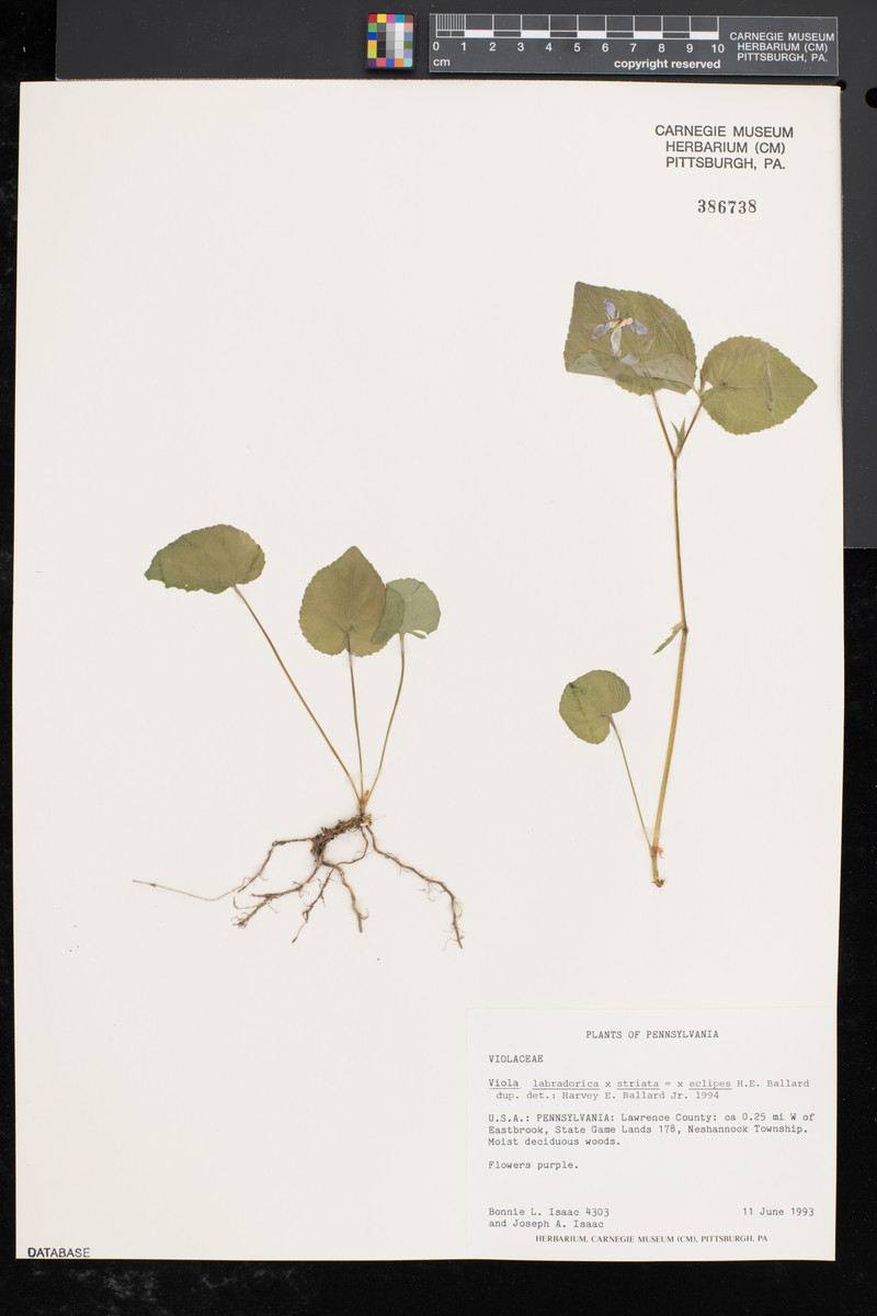 hybrid violet photo 6