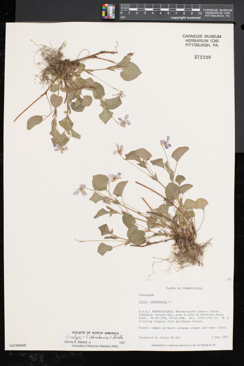 hybrid violet photo 7