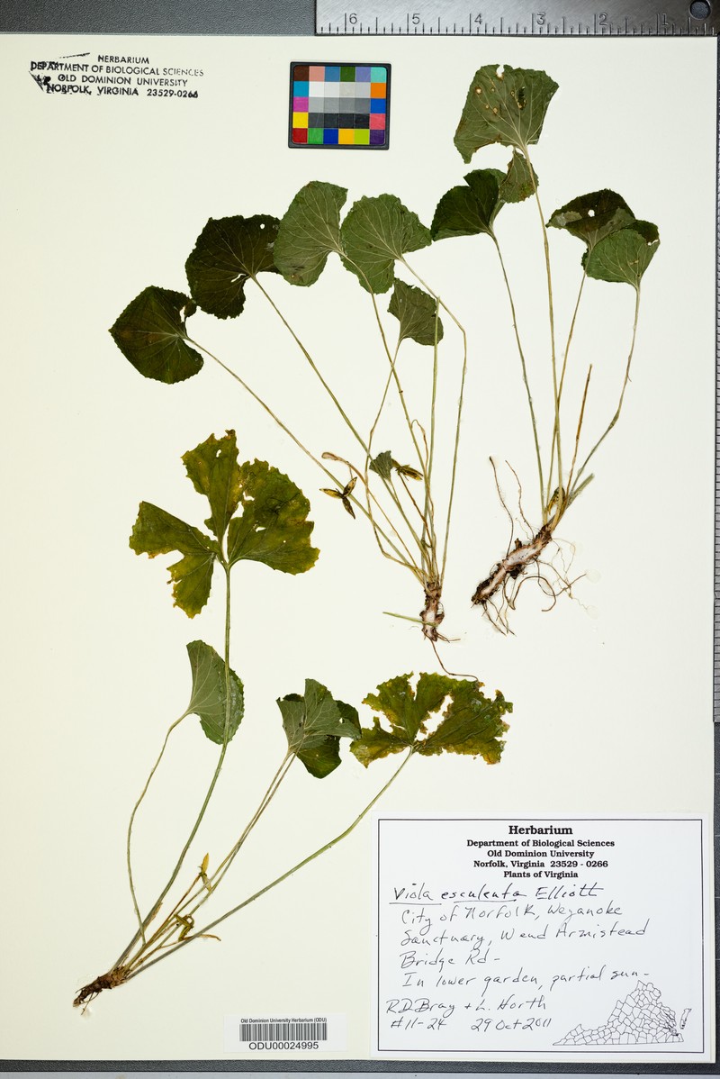 Salad Violet