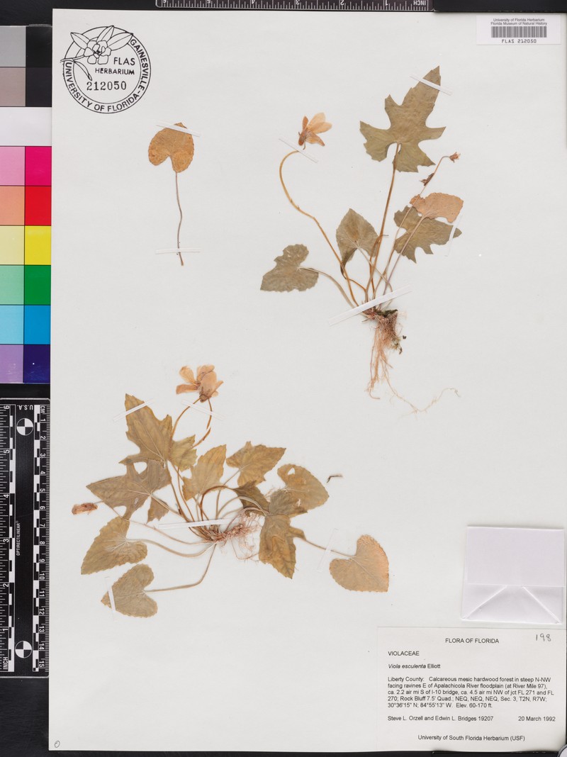 Salad Violet photo 4