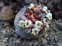 Viola abbreviata