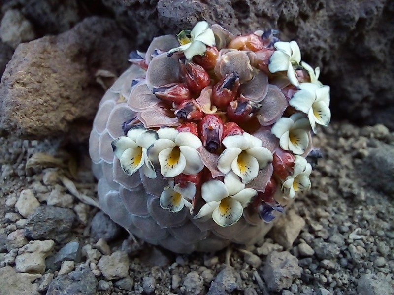 Viola abbreviata