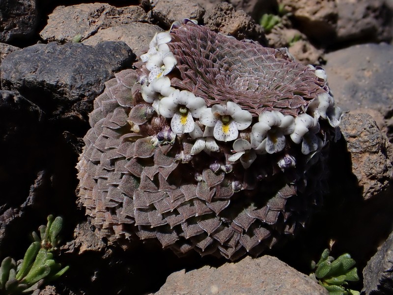 Viola abbreviata photo 3