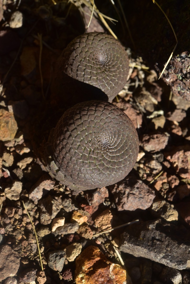 Viola abbreviata photo 8