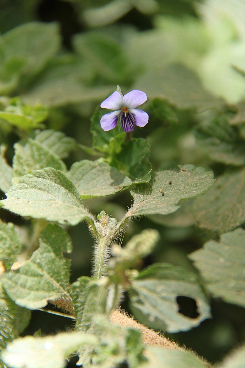 Viola abyssinica