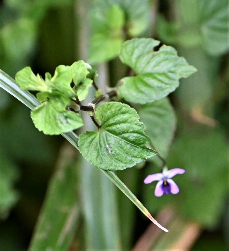 Viola abyssinica photo 3