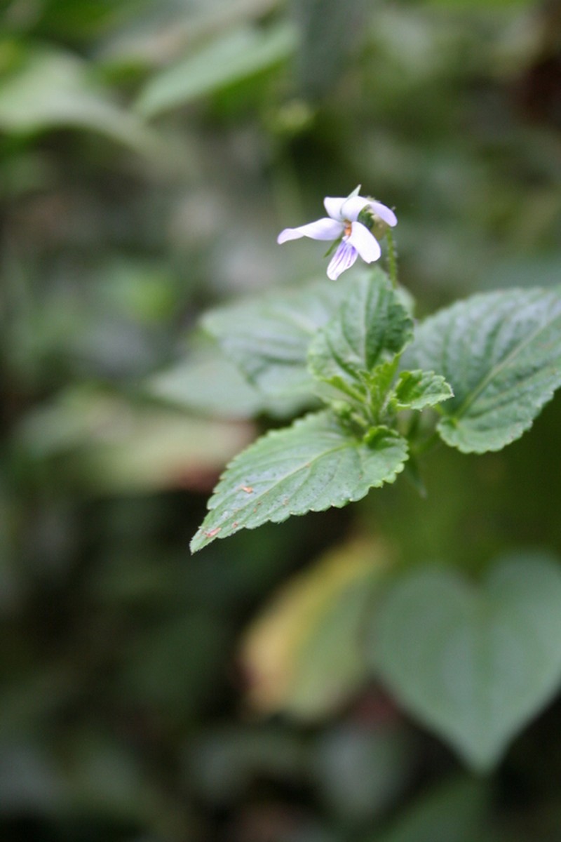 Viola abyssinica photo 4