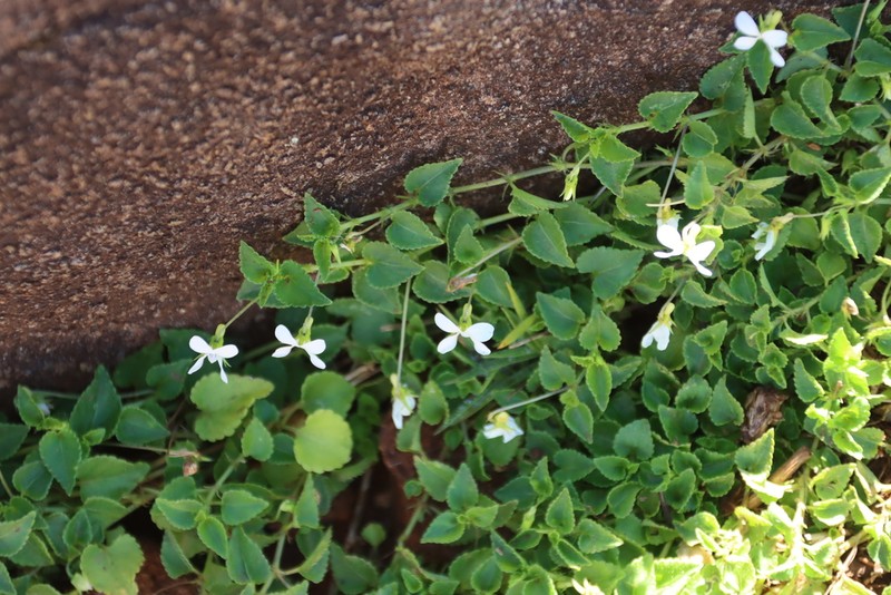 Viola abyssinica photo 5