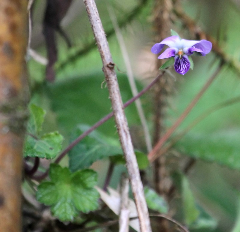 Viola abyssinica photo 7