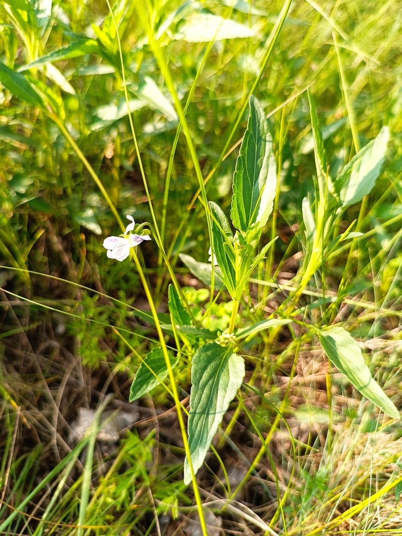 Viola accrescens