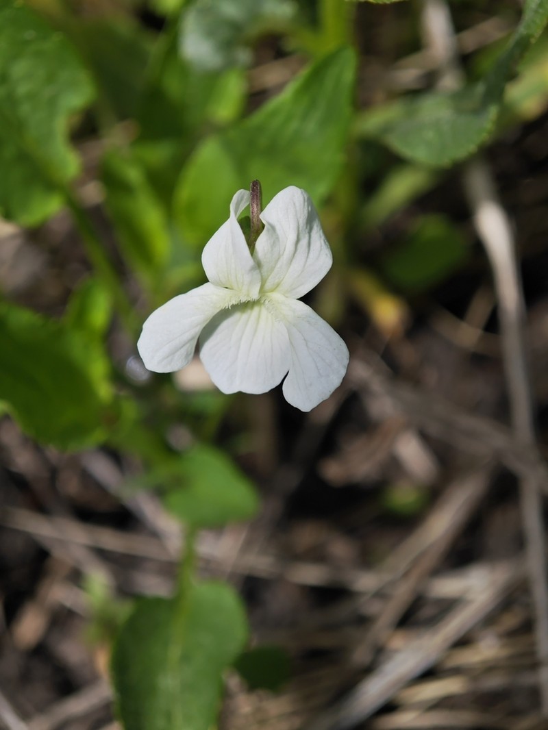 Viola accrescens photo 2