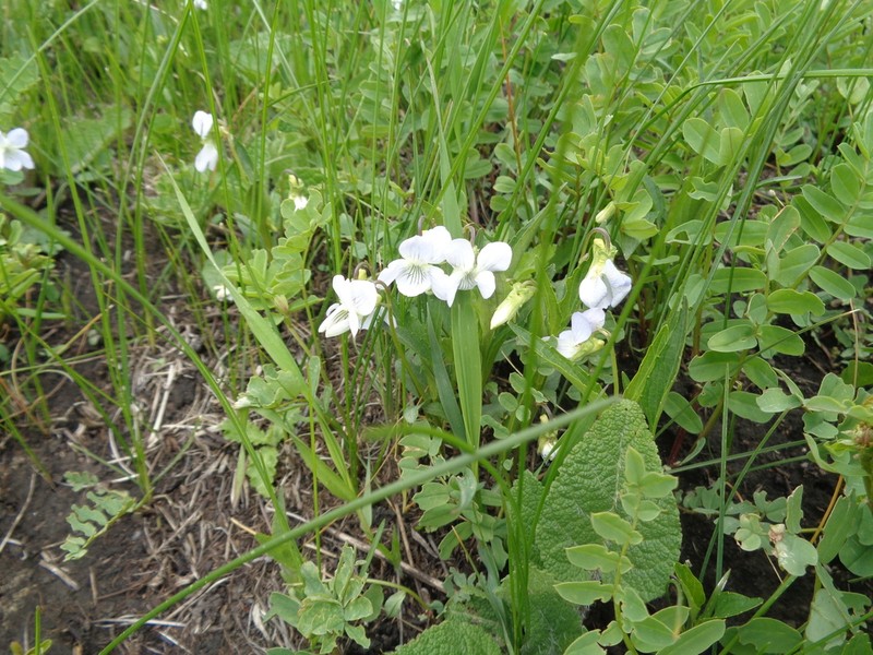 Viola accrescens photo 3