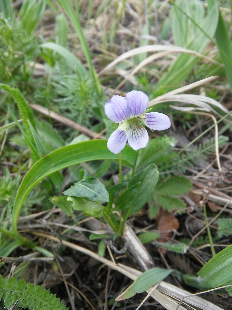 Viola accrescens photo 4