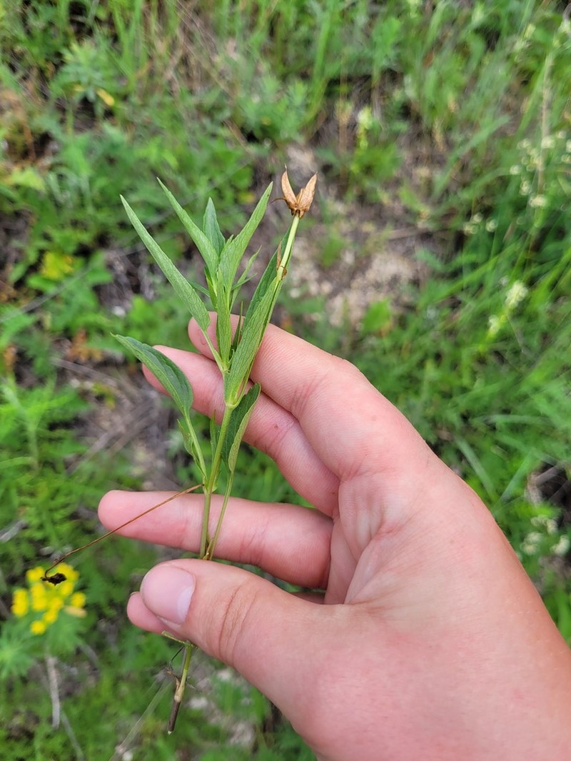 Viola accrescens photo 5