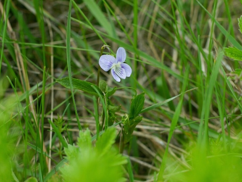 Viola accrescens photo 6
