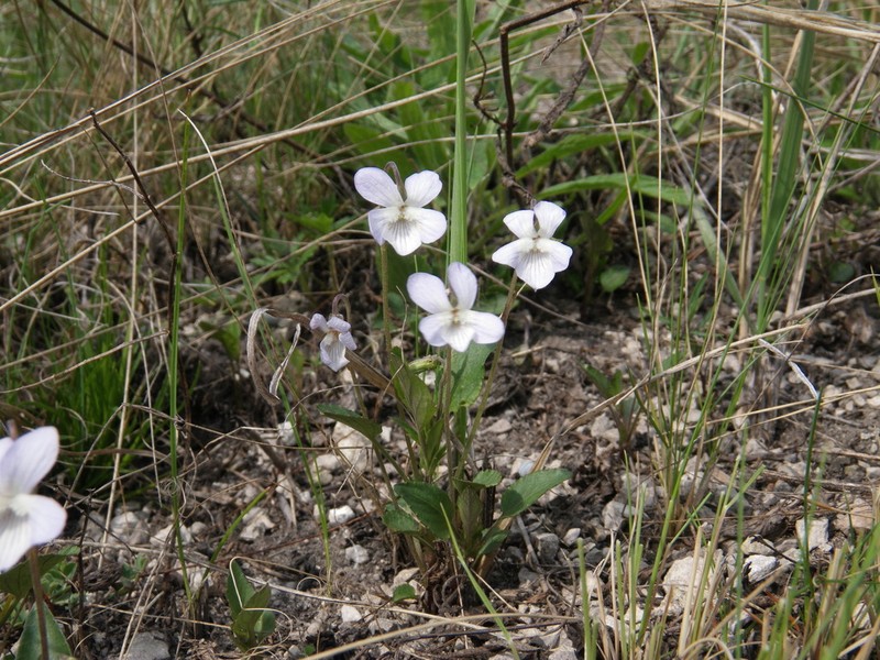 Viola accrescens photo 7