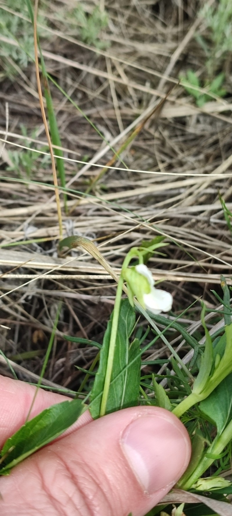 Viola accrescens photo 8
