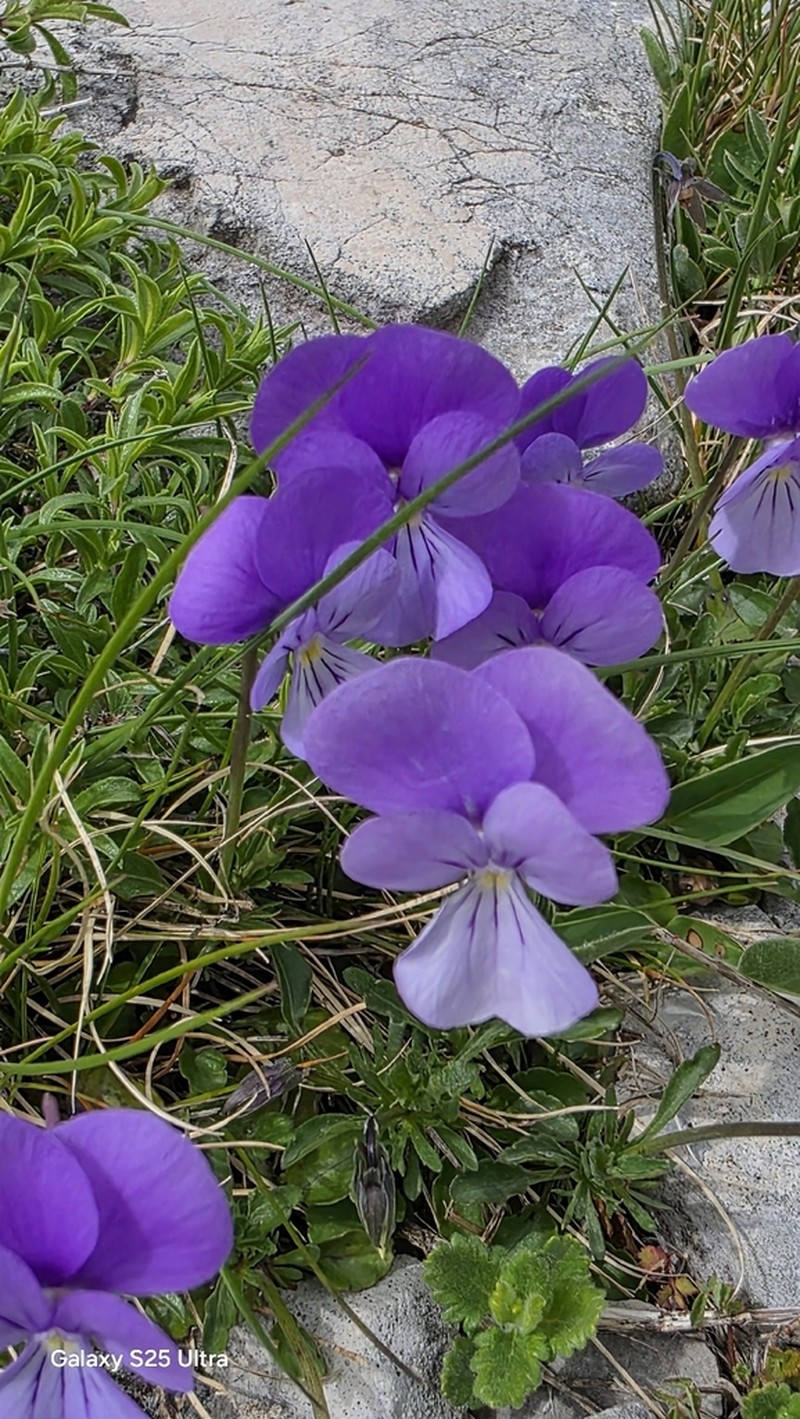 Viola acrocerauniensis