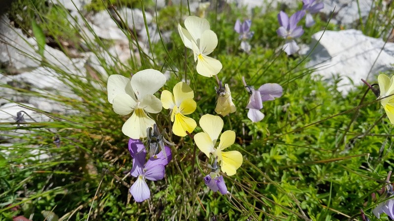 Viola acrocerauniensis photo 2