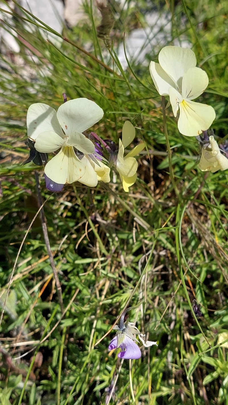 Viola acrocerauniensis photo 3