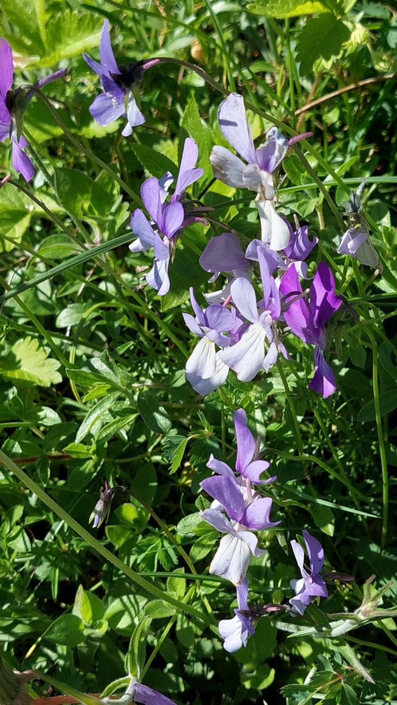 Viola acrocerauniensis photo 4