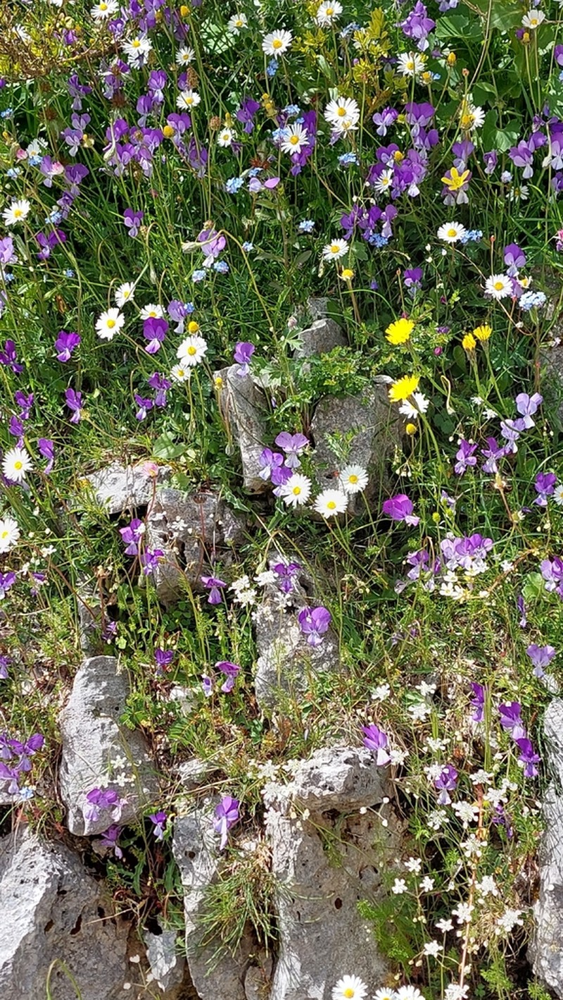 Viola acrocerauniensis photo 5