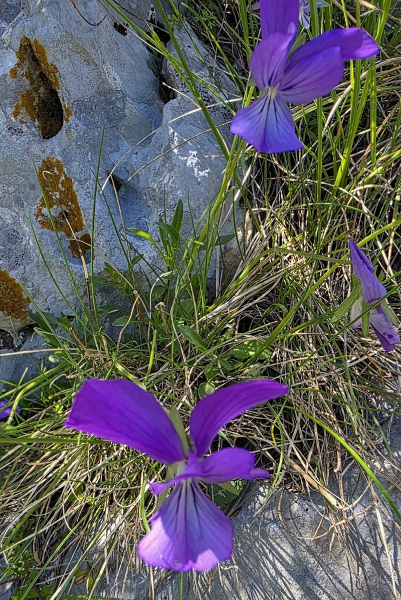 Viola acrocerauniensis photo 6