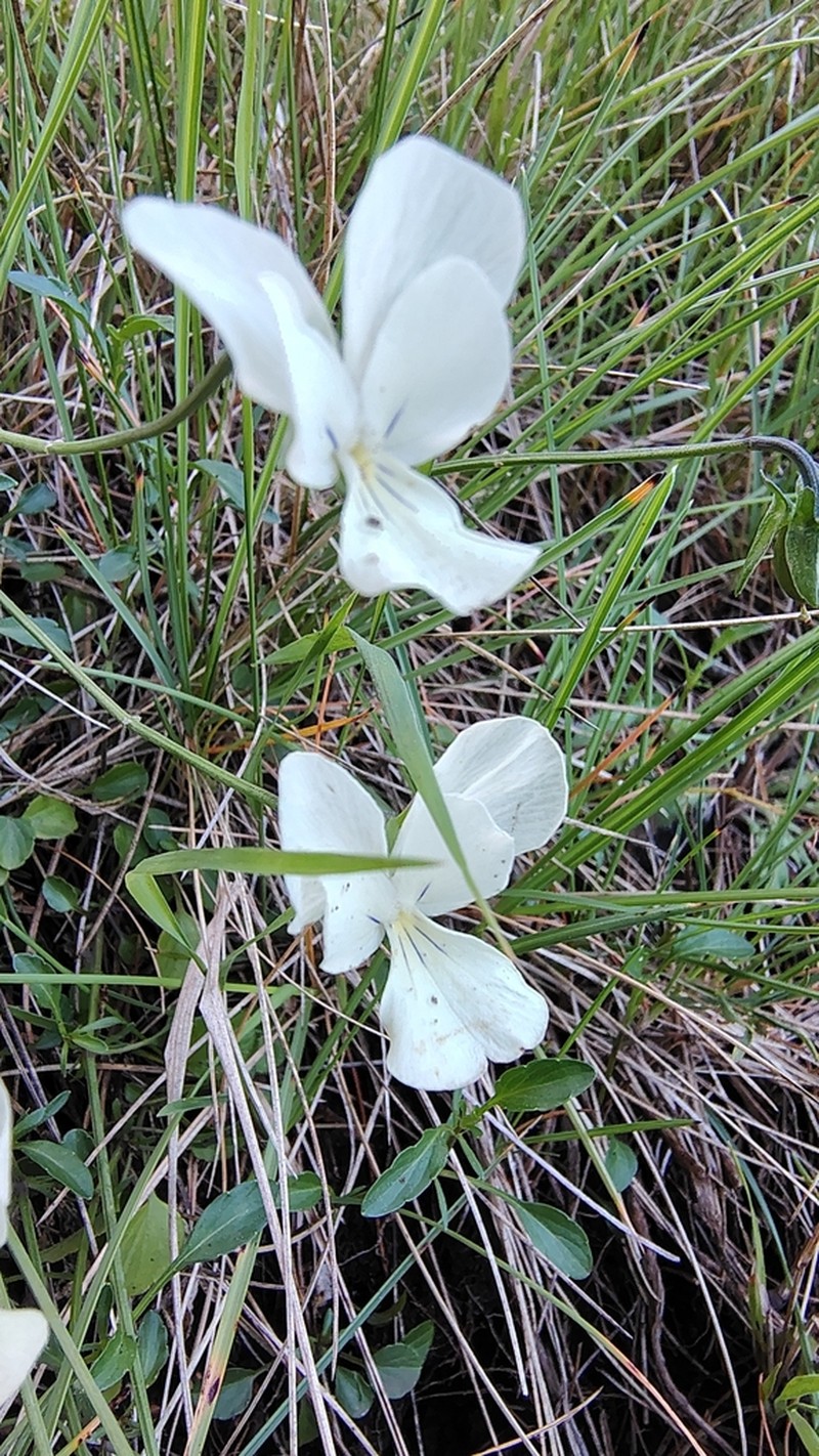 Viola acrocerauniensis photo 7