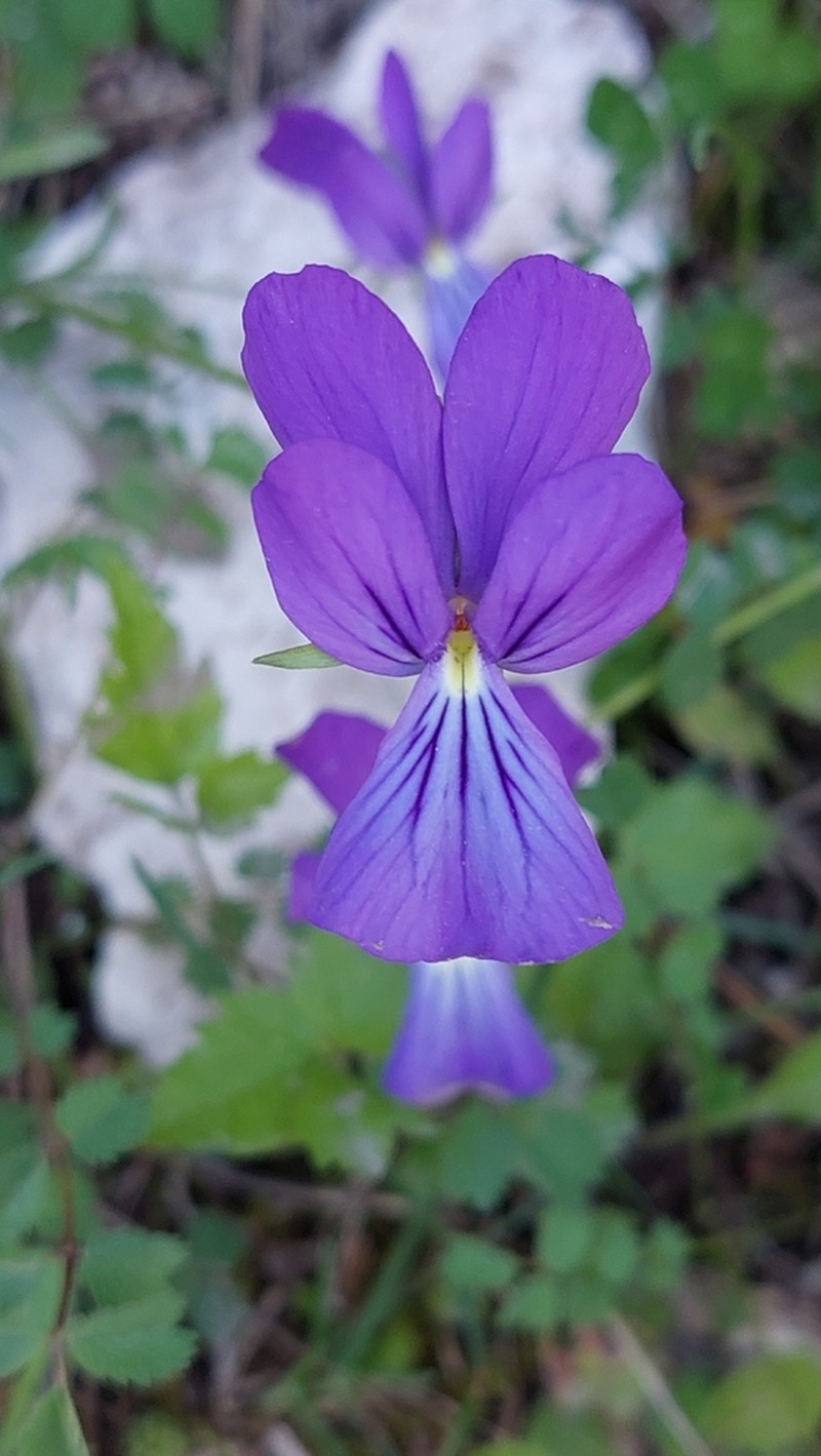 Viola acrocerauniensis photo 8