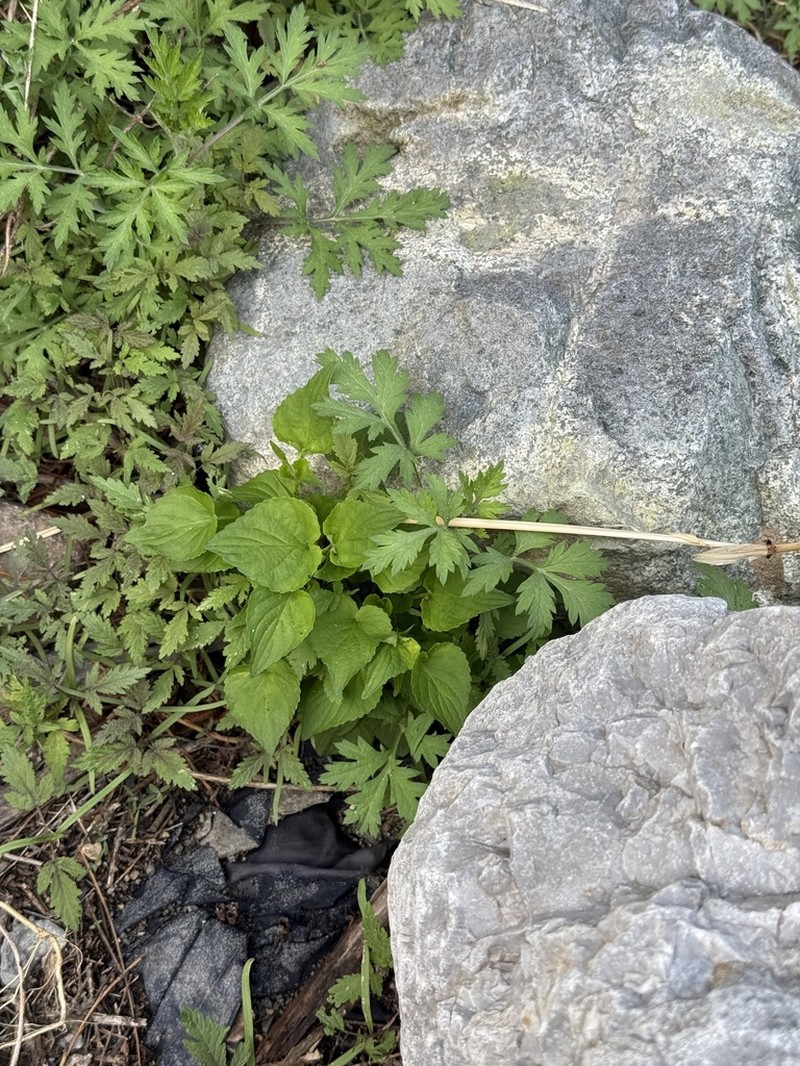 Viola acuminata photo 2
