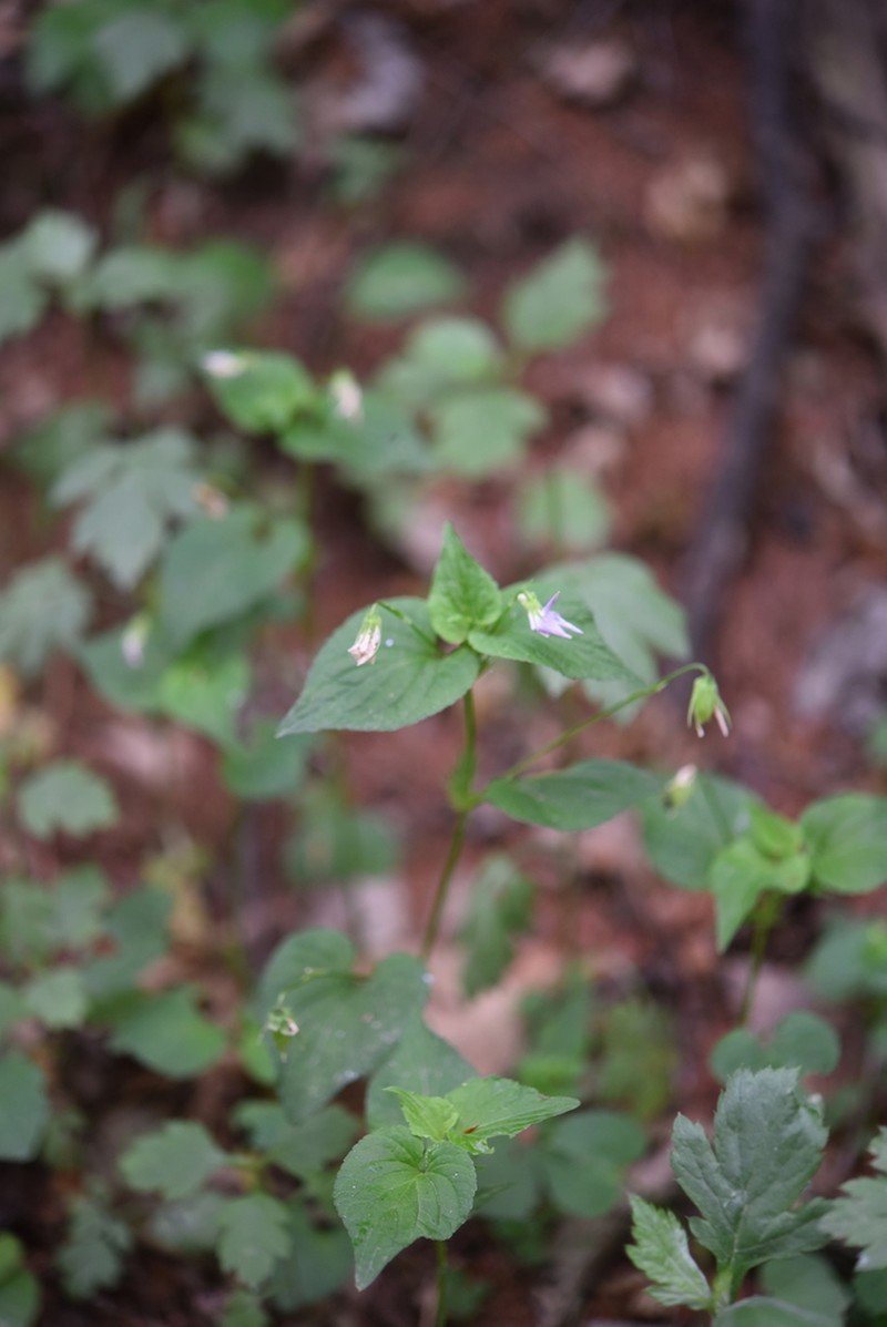 Viola acuminata photo 3