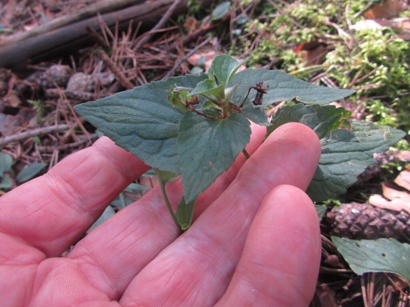 Viola acuminata photo 4