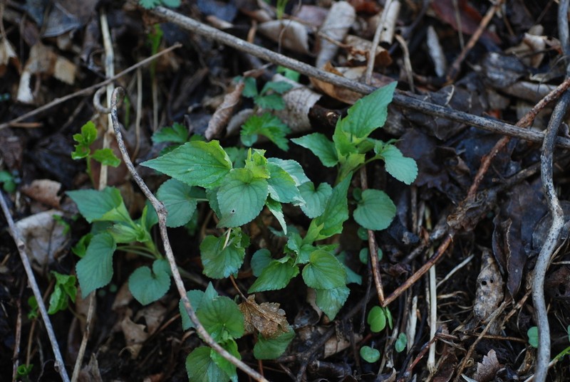 Viola acuminata photo 6