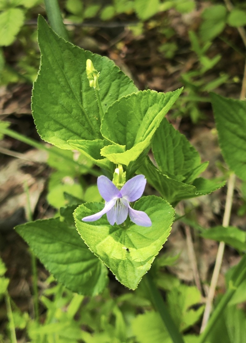 Viola acuminata photo 7