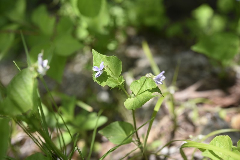 Viola acuminata photo 8