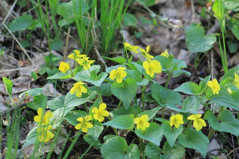 Viola acutifolia
