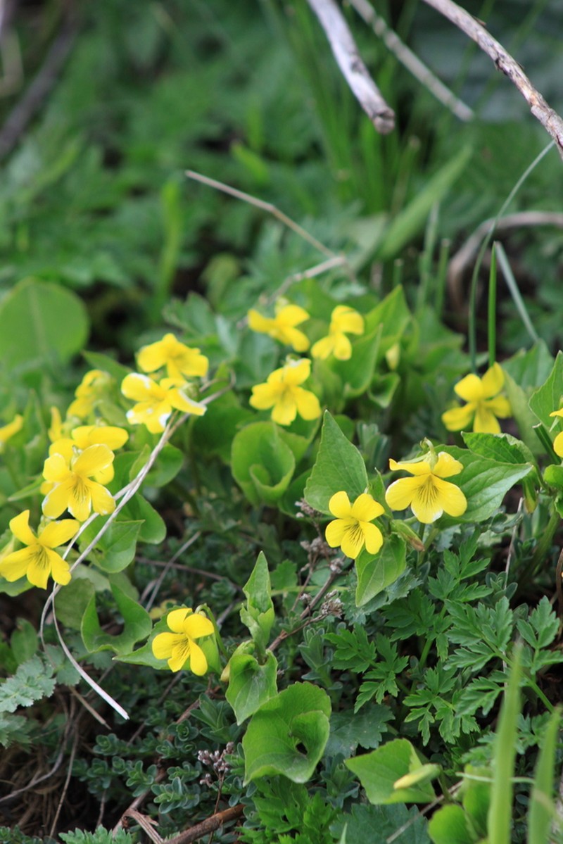 Viola acutifolia photo 2