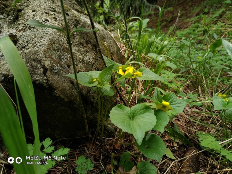Viola acutifolia photo 3
