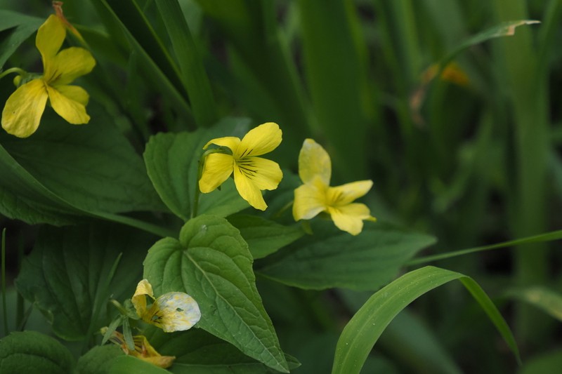 Viola acutifolia photo 4