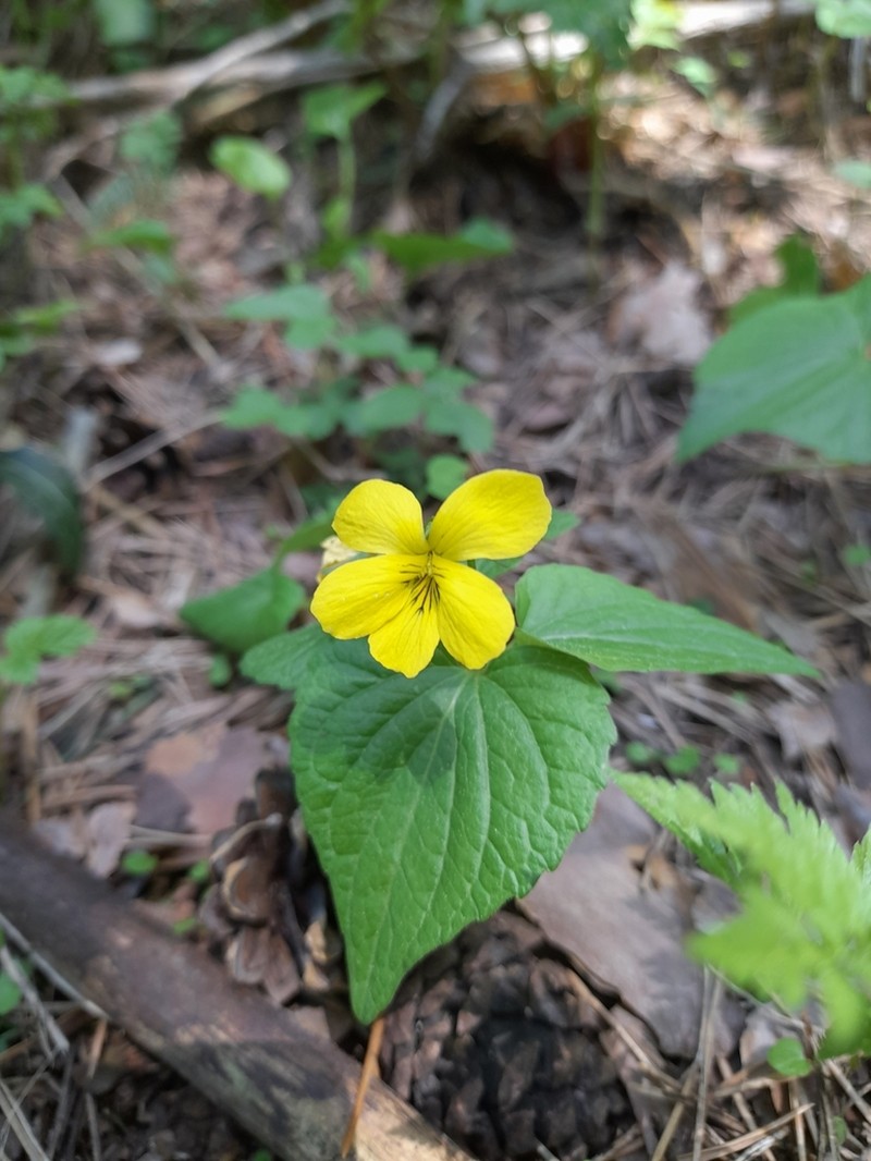 Viola acutifolia photo 5