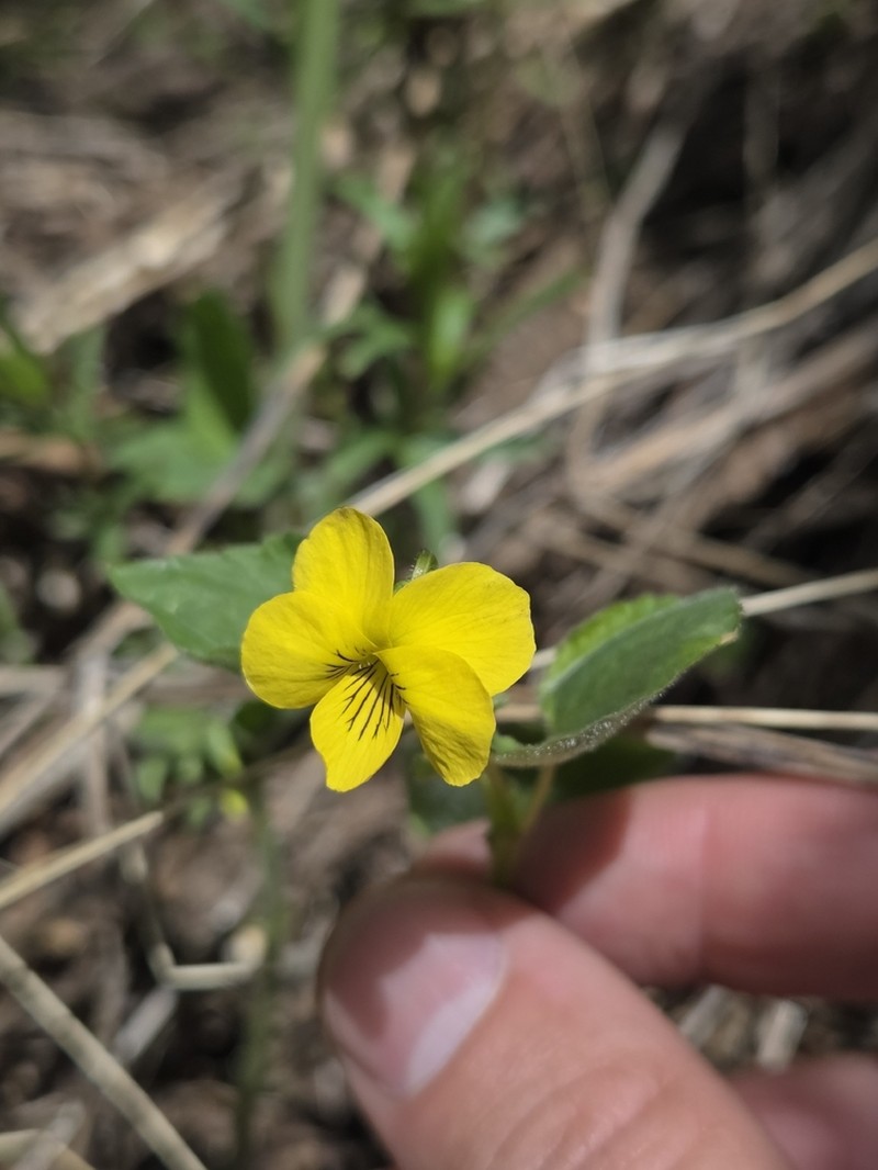 Viola acutifolia photo 6