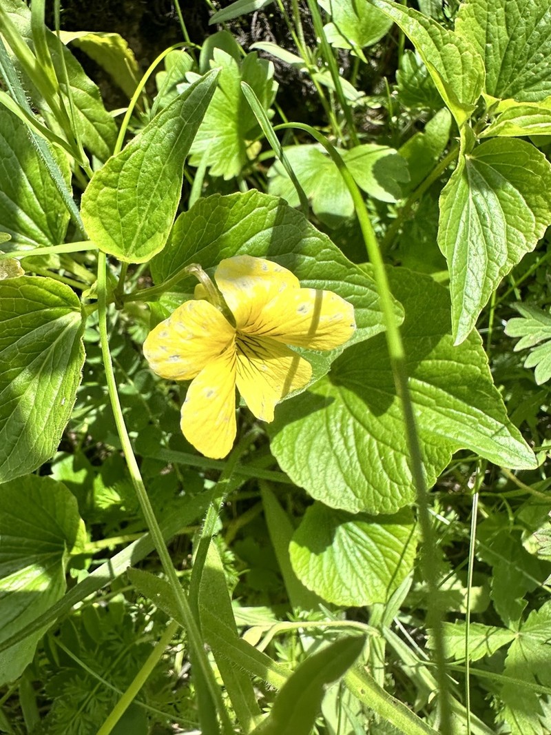 Viola acutifolia photo 7