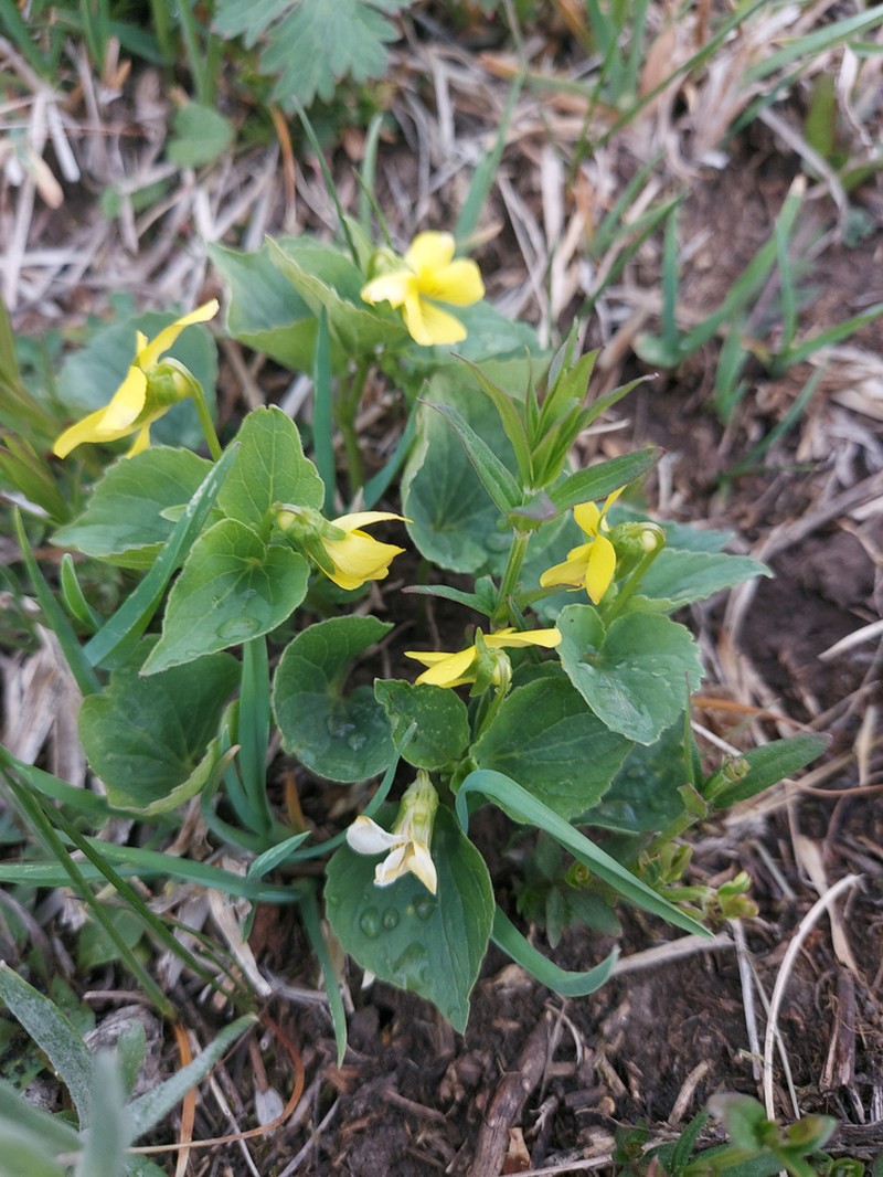 Viola acutifolia photo 8