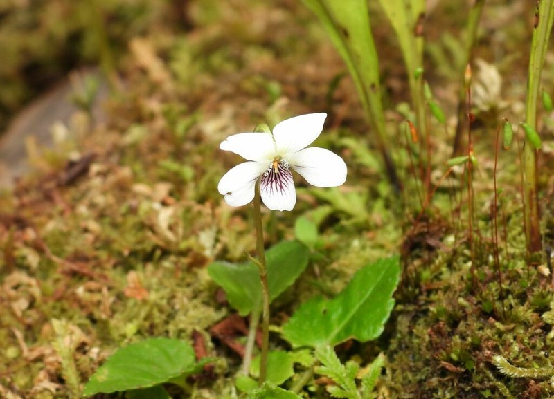 Viola adenothrix