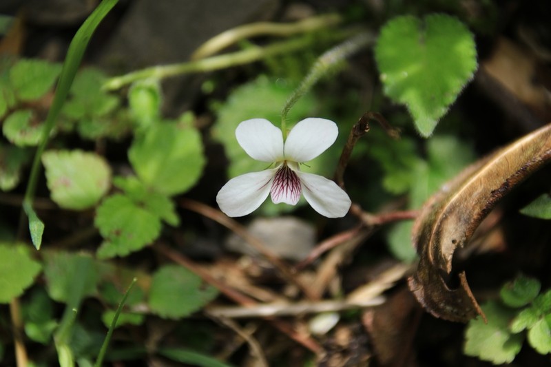 Viola adenothrix photo 2