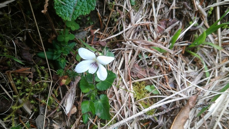 Viola adenothrix photo 3