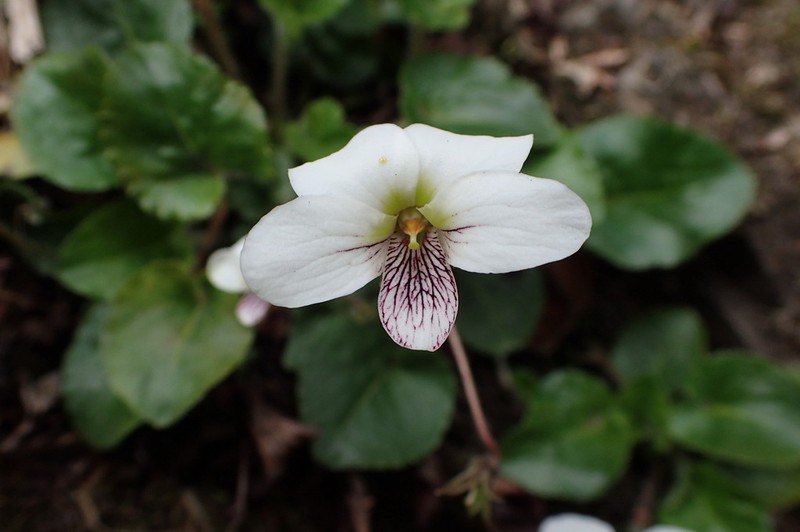Viola adenothrix photo 4
