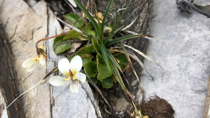 Viola adenothrix photo 5